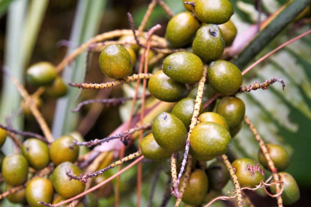 bayas de palma enana americana