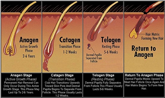 Hair loss cycle