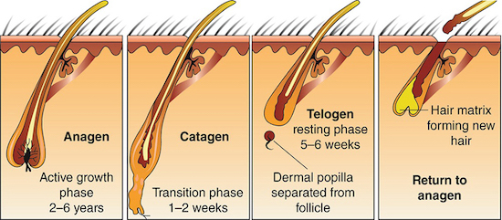 Ciclo de caída del cabello